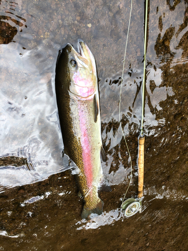 ニジマスの釣果