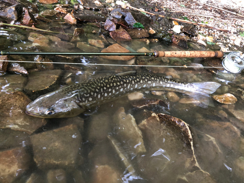 アメマスの釣果