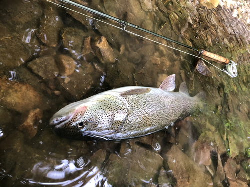 イトウの釣果