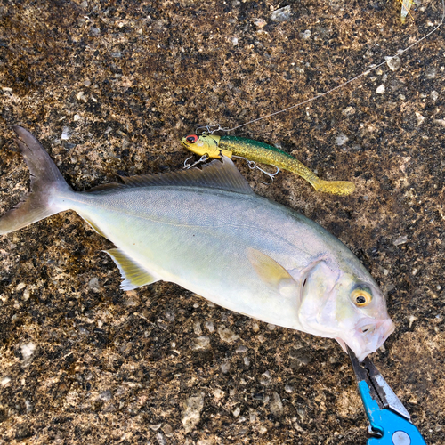 ショゴの釣果