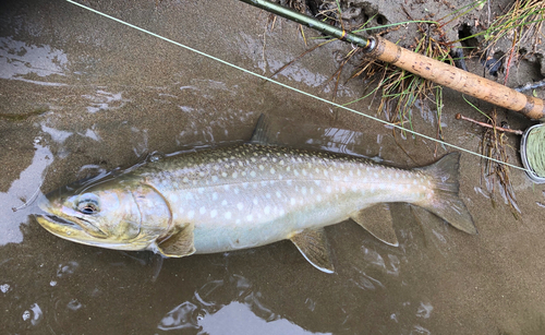 アメマスの釣果