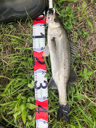 シーバスの釣果