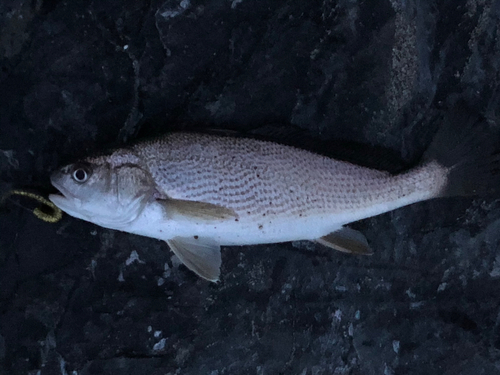 イシモチの釣果