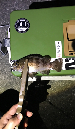 メバルの釣果