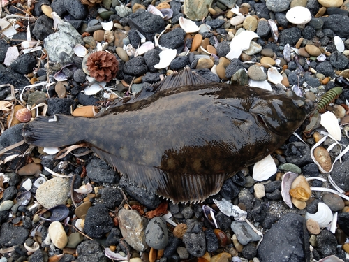 カレイの釣果