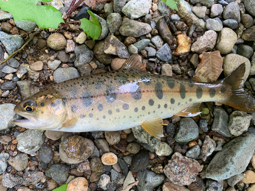 ヤマメの釣果