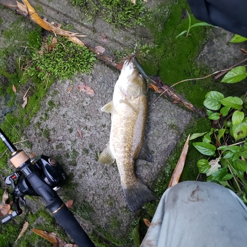 スモールマウスバスの釣果