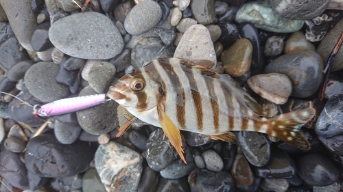 タカノハダイの釣果