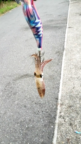 ヒイカの釣果