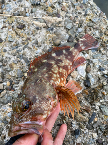 カサゴの釣果