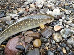 イワナの釣果