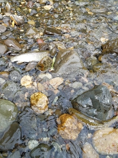 イワナの釣果