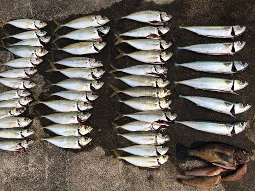 アオアジの釣果