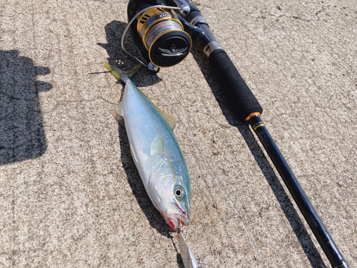 ワカシの釣果