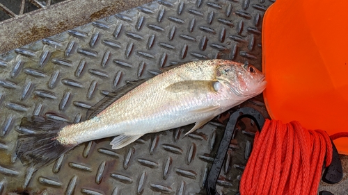 イシモチの釣果