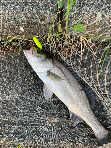 シーバスの釣果