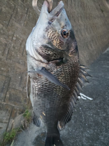 チヌの釣果