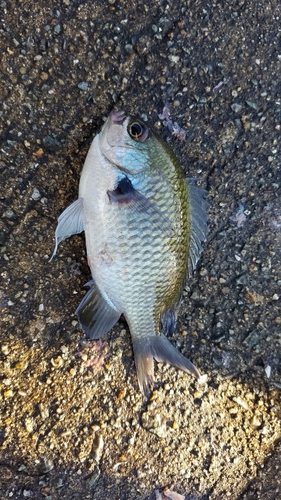 クロスズメダイの釣果