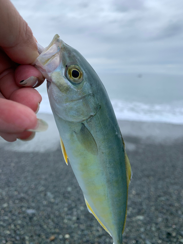 ワカシの釣果