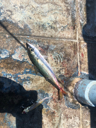 サバの釣果