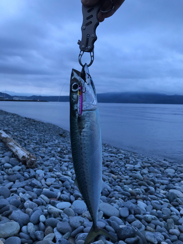 サバの釣果