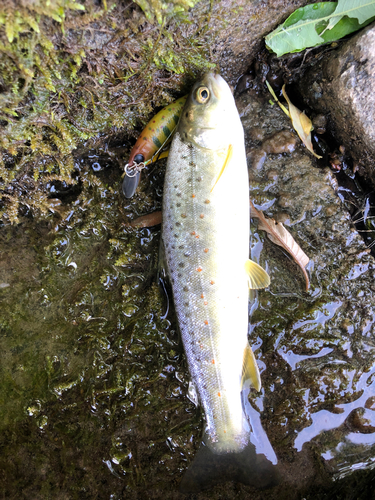 ブラウントラウトの釣果