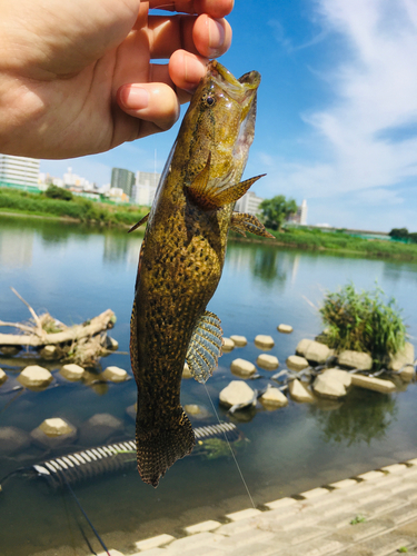 カワアナゴの釣果