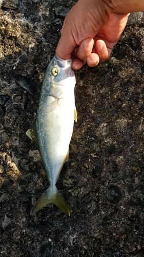 ツバスの釣果