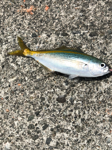 タカベの釣果