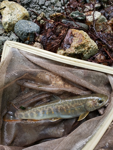 イワナの釣果