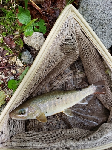 イワナの釣果