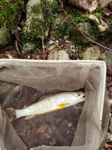 イワナの釣果