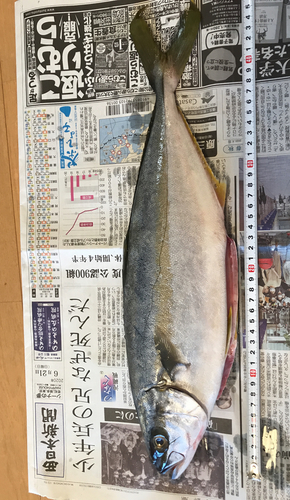 ヒラマサの釣果