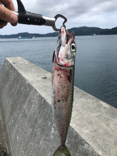 サバの釣果