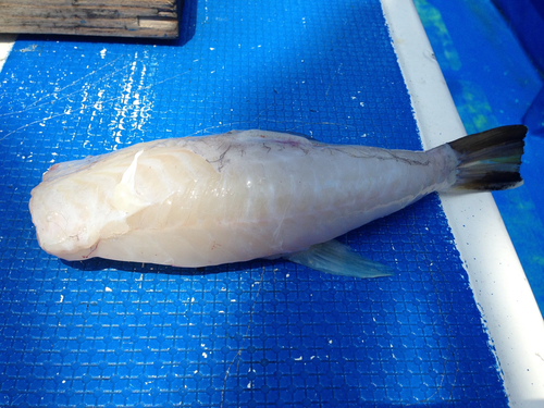 ショウサイフグの釣果