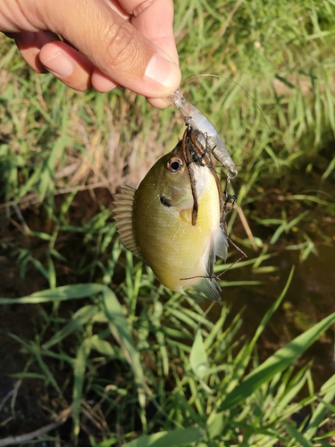 ブルーギルの釣果