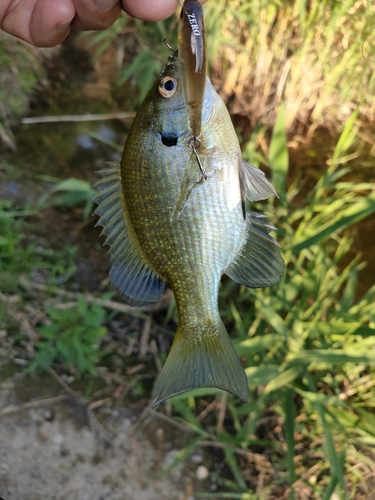 ブルーギルの釣果