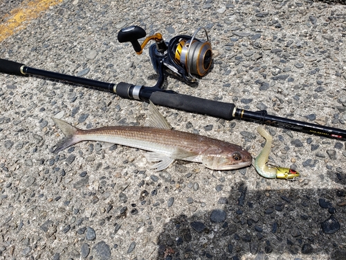 エソの釣果