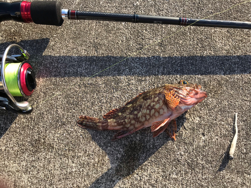 カサゴの釣果