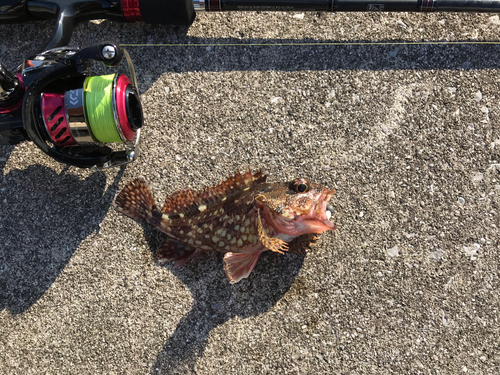 カサゴの釣果