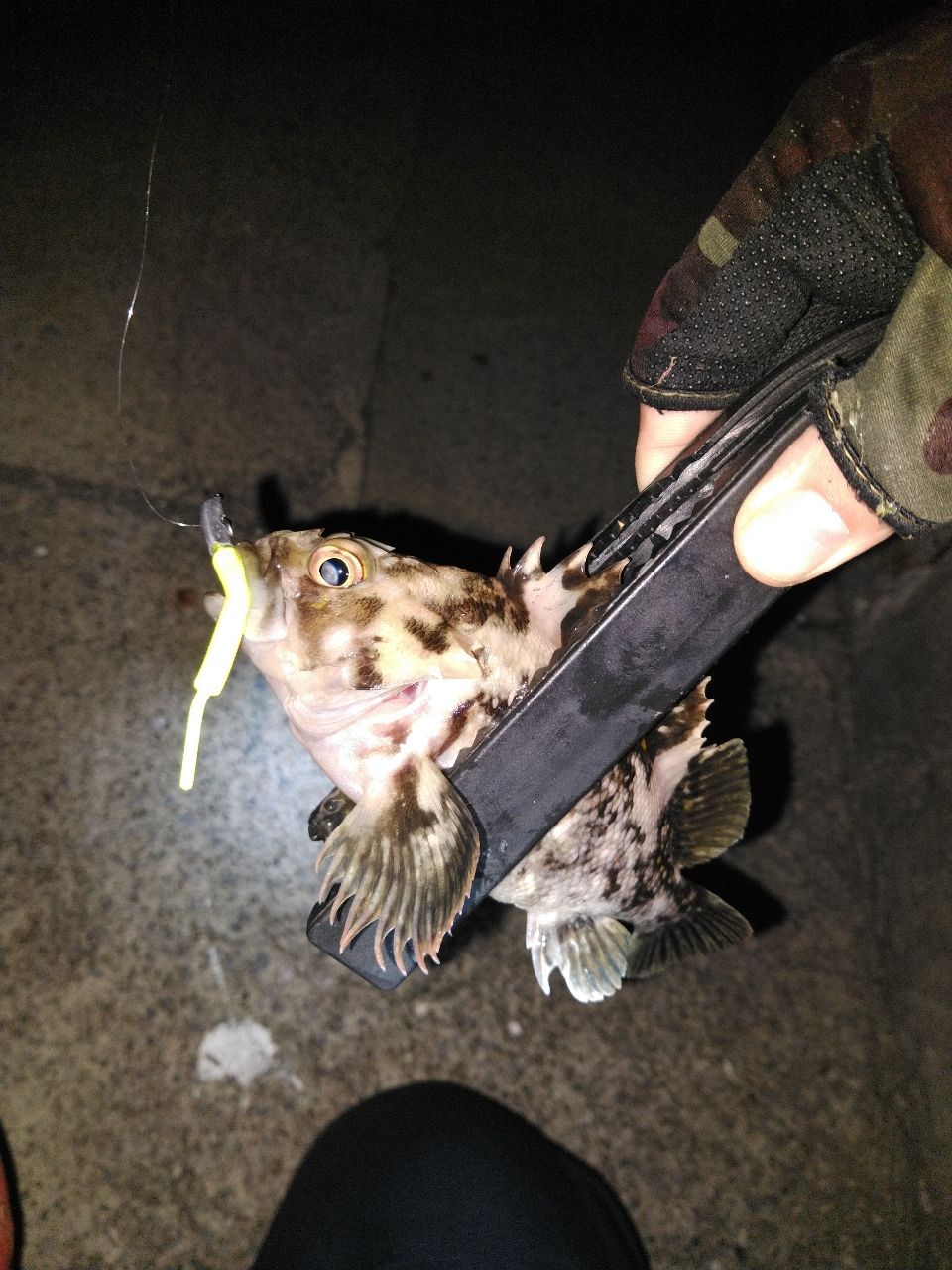 オウゴンムラソイ