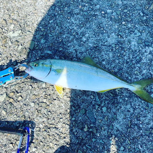 ツバスの釣果