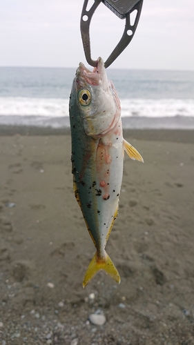 ワカシの釣果