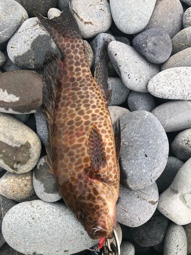 オオモンハタの釣果