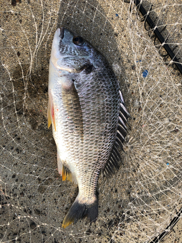 キビレの釣果