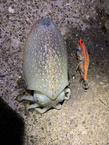 シリヤケイカの釣果