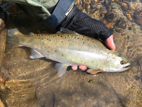 ヤマメの釣果