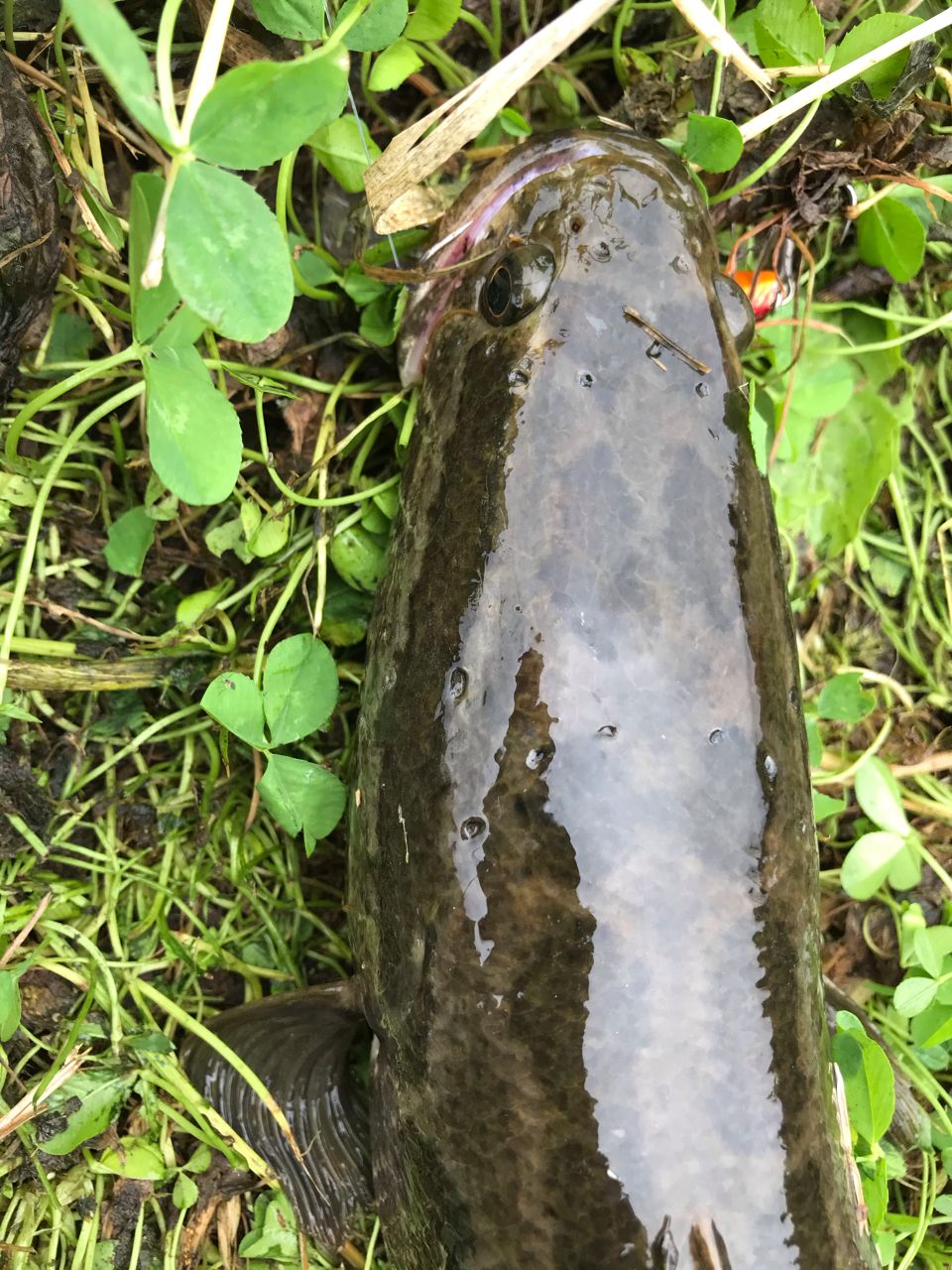 ライギョ