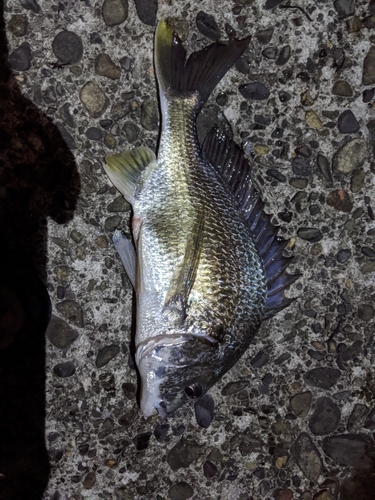 チヌの釣果