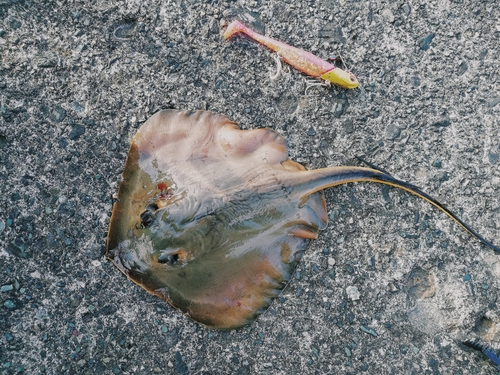 エイの釣果